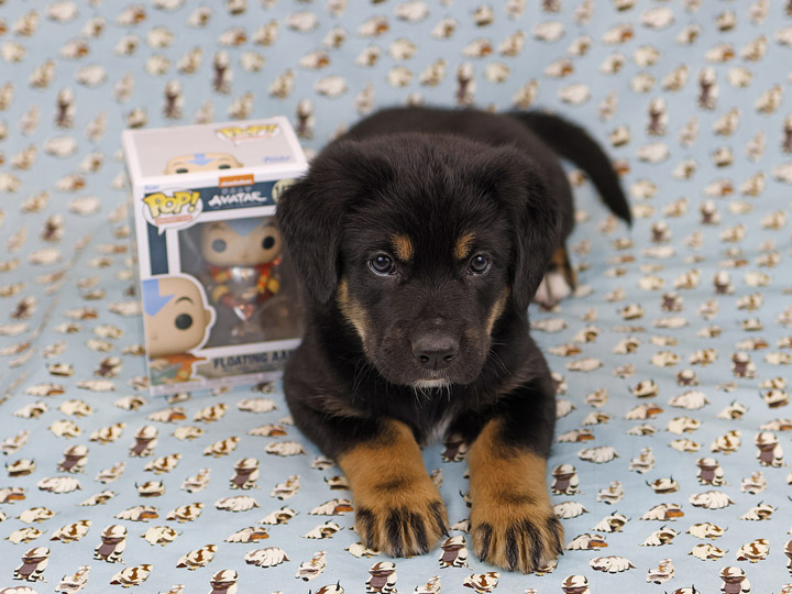 chinook puppy